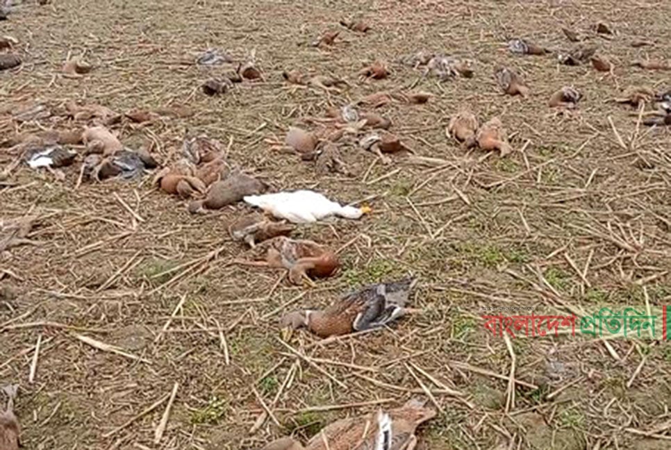 বিষযুক্ত ধান খেয়ে ৭শ হাঁসের মৃত্যু, দিশেহারা খামারি