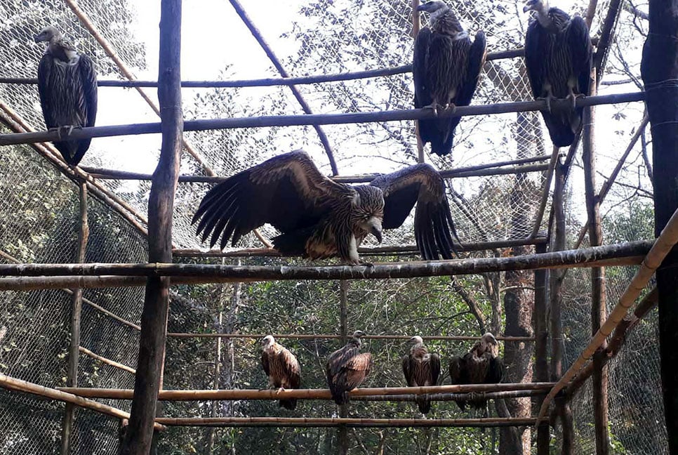 অবমুক্তির অপেক্ষায় ৮ বিরল প্রজাতির শকুন 
