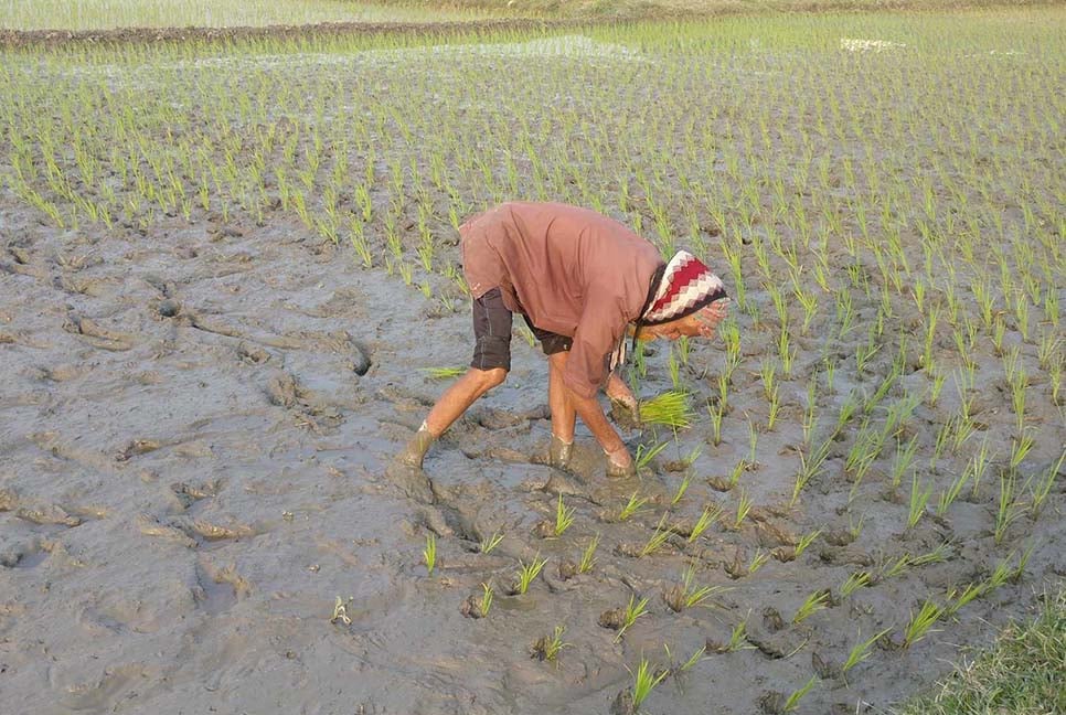 শীত উপেক্ষা করে বোরো আবাদে ব্যস্ত কৃষকরা