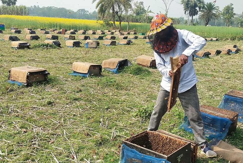 সরিষা ফুলের মধু আহরণে বেড়েছে ফলন, মধুতে বাড়তি লাভ