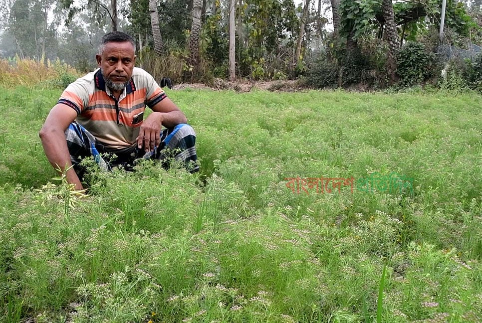 জিরা চাষে সাড়া ফেলেছেন নওগাঁর কৃষক জহুরুল