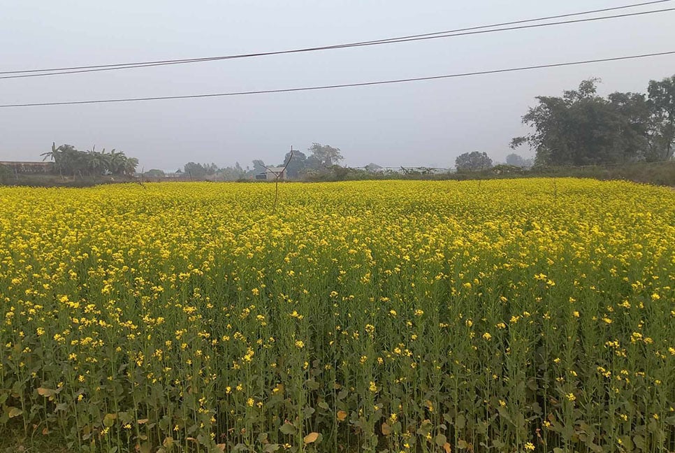 মাঠজুড়ে সরিষা ফুলের নয়নাভিরাম দৃশ্য