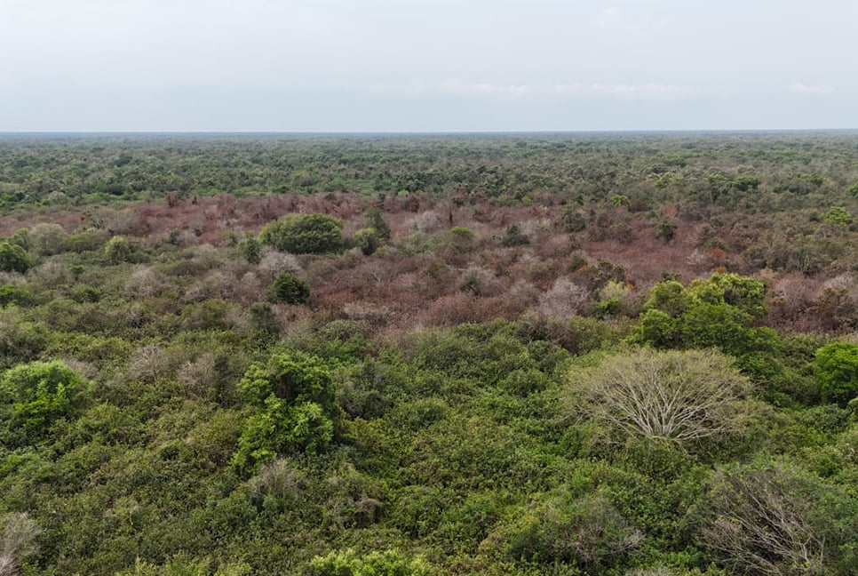 সুন্দরবনের আগুন পুরোপুরি নিভে গেছে