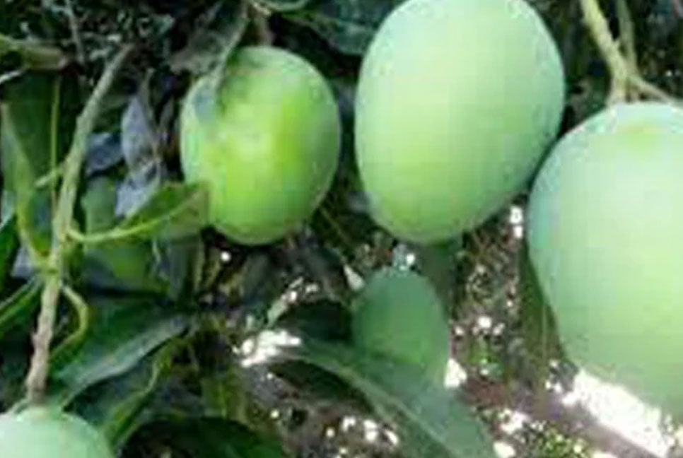 নাটোরের গুটি আম বাজারে আসবে ১৫ মে থেকে