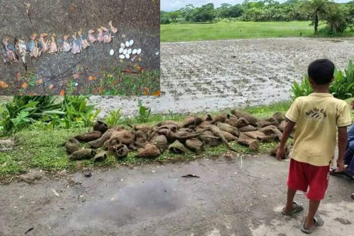 তালগাছ কেটে পাঁচ শতাধিক বাবুই পাখির ছানাকে হত্যা