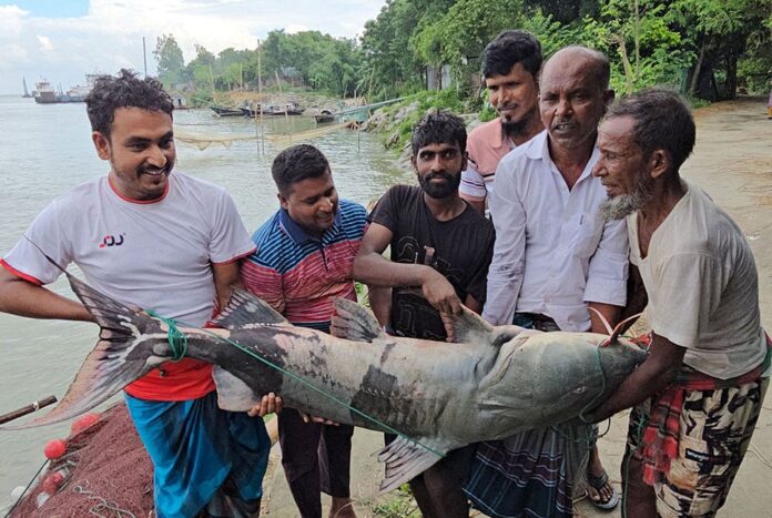 পদ্মায় জালে ধরা পড়ল ৫০ কেজির বাগাড়