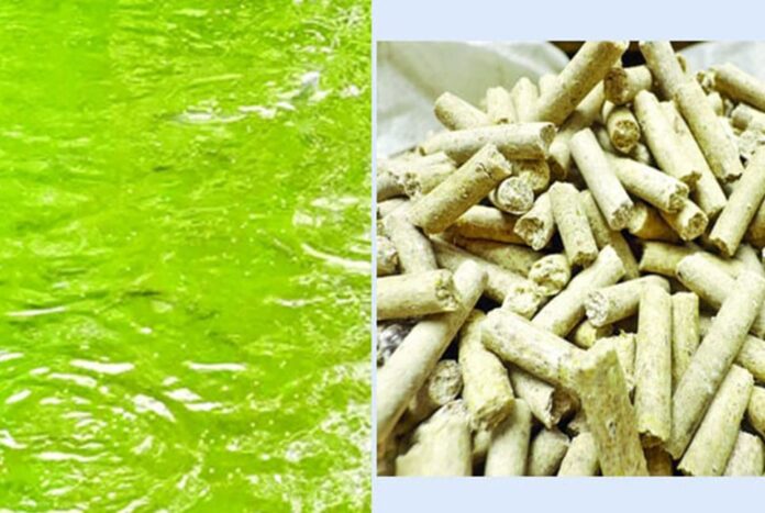 স্বল্পব্যয়ে পুষ্টিগুণসম্পন্ন মাছের খাদ্য