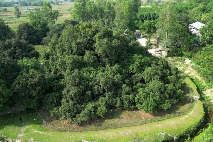 ঠাকুরগাঁওয়ে ৩০০ বছরের সূর্যপুরী আমগাছে ফলন ১৫০ মণ