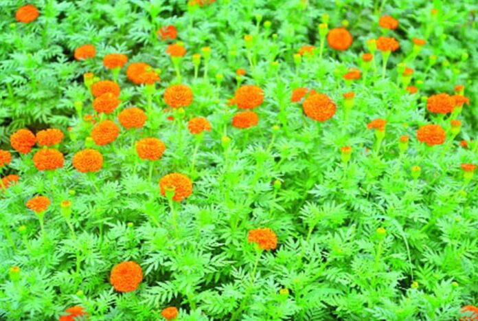 ফুল চাষে ভাগ্য বদল