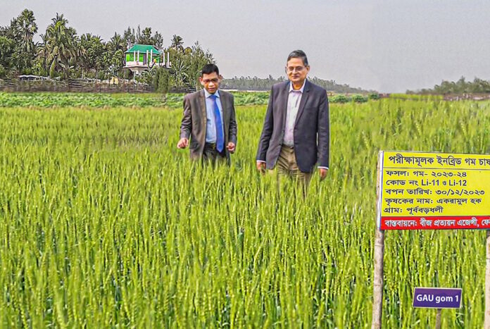 গাকৃবিতে উচ্চ লবণ সহিষ্ণু গমের নতুন জাত উদ্ভাবন