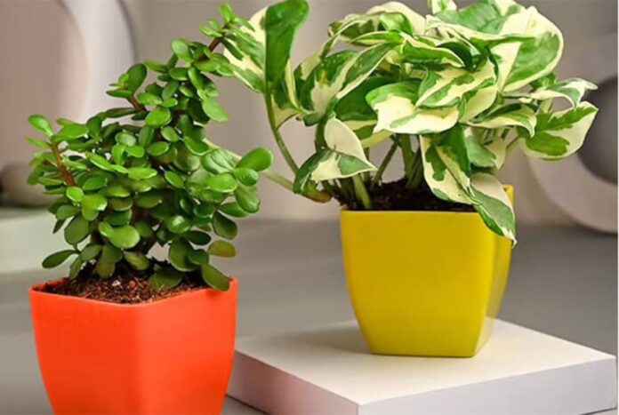 1753361559-a6ea567c96dc3764118711bd3ec30c0c ইনডোর প্ল্যান্টের উপকারিতা