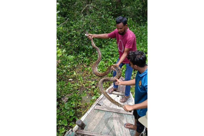 1753363065-29521499abc3c5b8d1776c552ab0487a খোপের মুরগি খেয়ে লুকিয়ে ছিল সুন্দরবন থেকে আসা অজগরটি