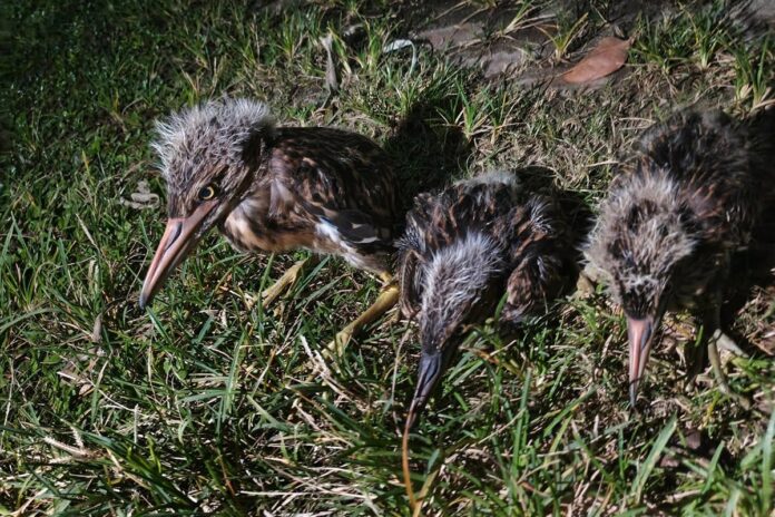 প্রাণে বেঁচে যাওয়া শামুকখোল ও নিশি বকের ঠাঁই হল বনবিভাগে