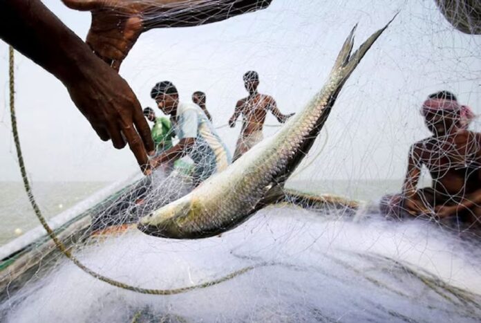 মিয়ানমার ও গুজরাটের ইলিশের দিকে তাকিয়ে কলকাতা