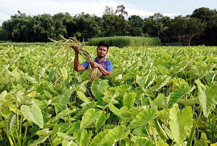 কচুর লতিতেই ভাগ্য বদলের স্বপ্ন কৃষকের