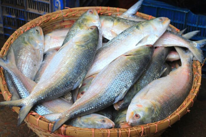 1753803372-85b6f89b41cae26786ac72365fff771b দুর্গাপূজার আগে ইলিশ চেয়ে বাংলাদেশকে পশ্চিমবঙ্গের মাছ ব্যবসায়ীদের চিঠি