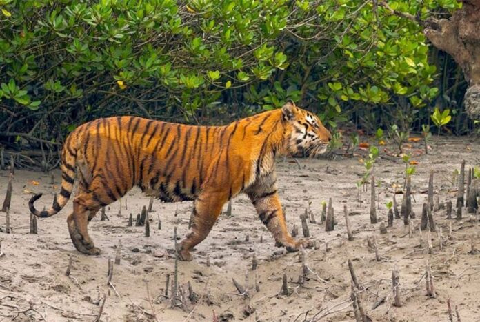 সুন্দরবনে বাঘের সংখ্যা বেড়ে ১২৫