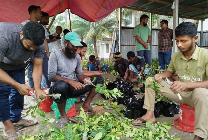 দেড় লক্ষাধিক বিনালেবু-১ চারা পাবেন শিক্ষার্থীরা
