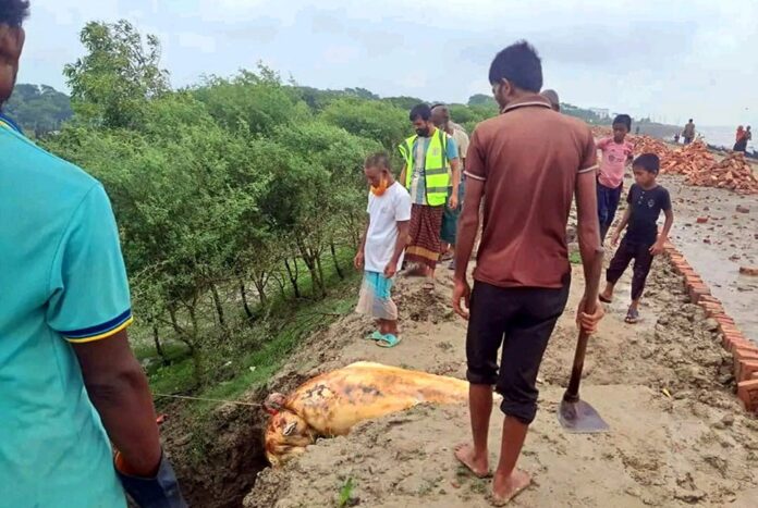 1754046683-0876da4435a0e995cd3e2e7599e9e3e5 কুয়াকাটা সৈকতে ভেসে এলো মৃত ডলফিন