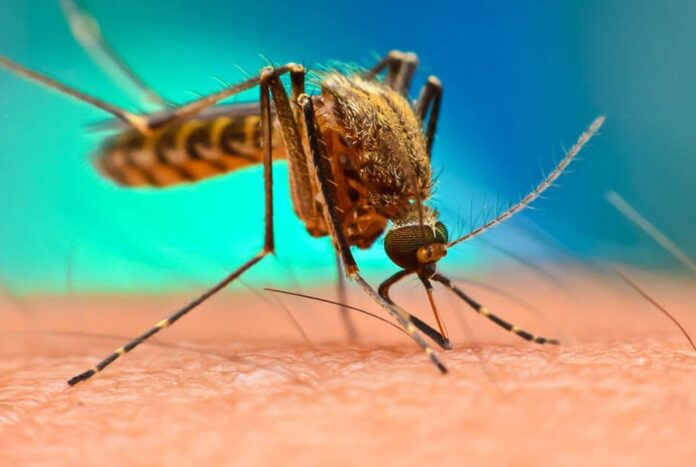 1754059444-e27a1fac106629b82099579fa204efec ডেঙ্গু-চিকুনগুনিয়া কি একসঙ্গে হতে পারে