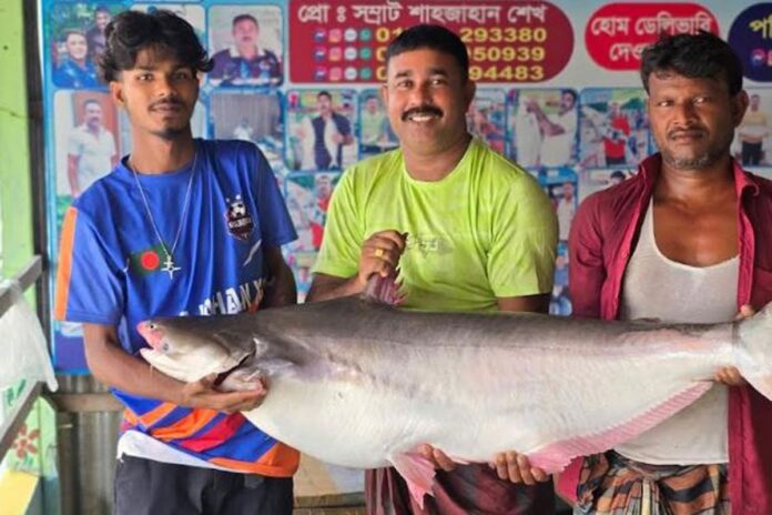 অর্ধলক্ষ টাকায় বিক্রি পদ্মার এক পাঙ্গাস