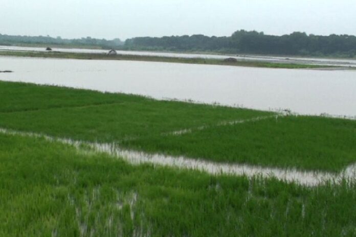 ফরিদপুরে জলাবদ্ধতায় বিপাকে তিন হাজার কৃষক