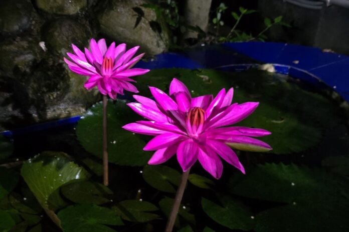 সৌন্দর্য মেলে ধরেছে লাল শাপলা