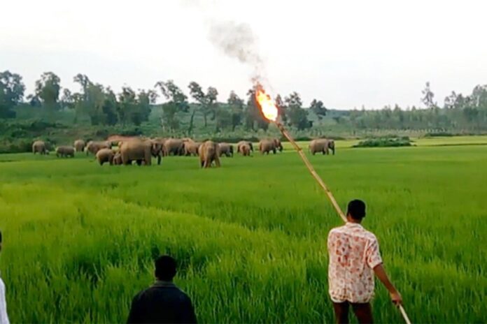 1754991993-ca90dc7f5a8d80b931912ee7fa191143 সংকুচিত হচ্ছে হাতির আবাসস্থল, বাড়ছে মানুষ-হাতির সংঘাত