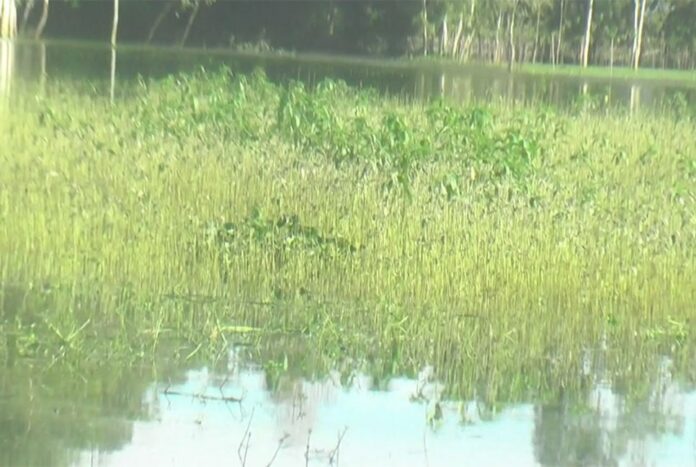 1755445831-71d1f050b8f22f280c5122c28ef7d827 কুড়িগ্রামে বন্যা পরিস্থিতির উন্নতি হলেও কমেনি দুর্ভোগ