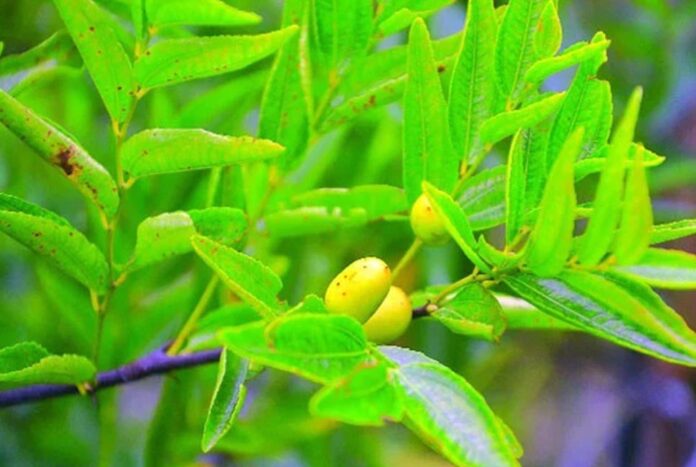 তাক লাগানো জুজুবি বাগান