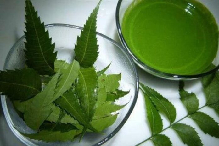 ত্বক-চুলের যত্নে নিমপাতা