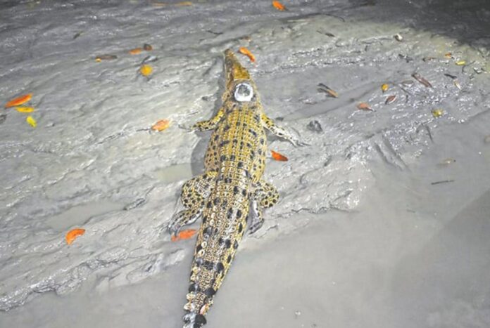 স্যাটেলাইট লাগিয়ে সুন্দরবনে ছেড়ে দেওয়া সেই ৫ কুমির নিখোঁজ