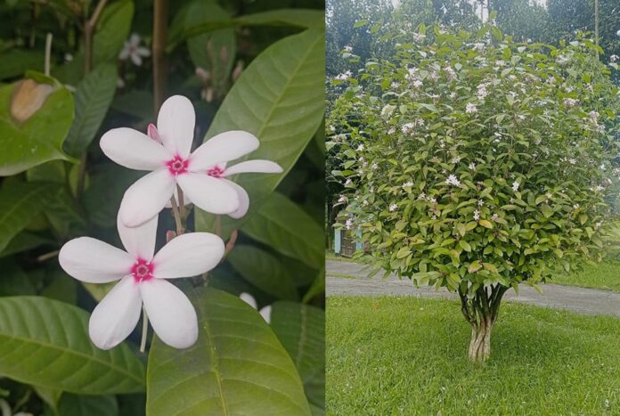 1755770423-f063fbdc92eec269aaaf00984357ccb5 সৌন্দর্য ছড়াচ্ছে দুর্লভ কপসিয়া ফুল
