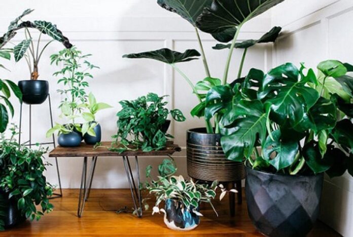 ইনডোর প্ল্যান্টের যত্নে ৫ নিয়ম