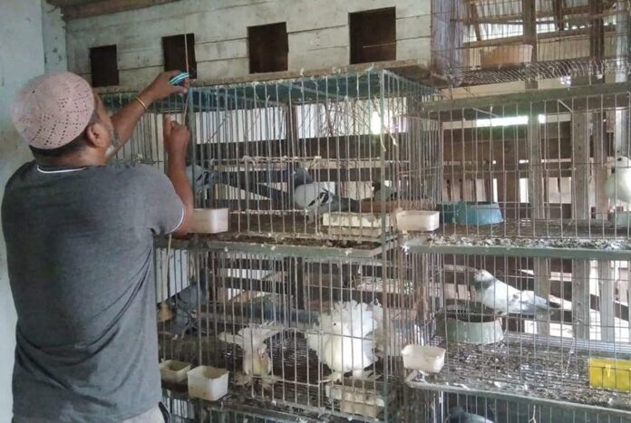 1756813490-11297e1c88459e33bc63e4078a4fe796 পাখির কূজনই বদলে দিল মফিজের গতিপথ