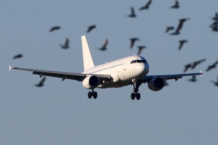 ভারতীয় বিমানে ‘বার্ড স্ট্রাইক’, অল্পের জন্য প্রাণে বাঁচলেন দেড় শতাধিক যাত্রী