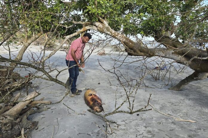 1757002122-b8eb59d110db785afa556af162ca49f5 কুয়াকাটা সৈকতে আবারো ভেসে এলো মৃত ডলফিন