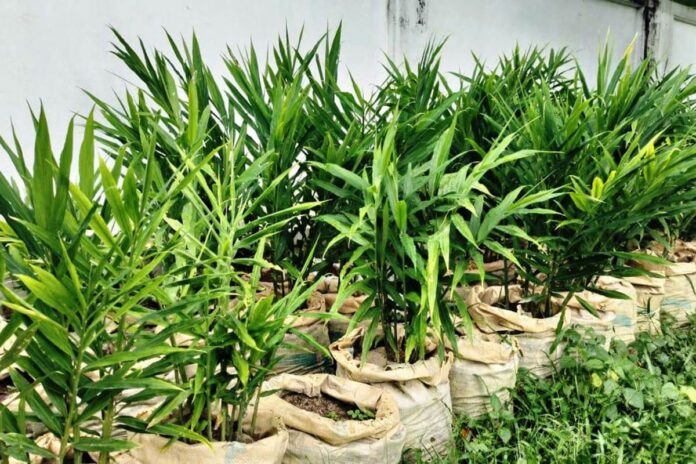 1757068609-d4a9a669caa875f5e1c441fd112ea441 বস্তায় আদা চাষ