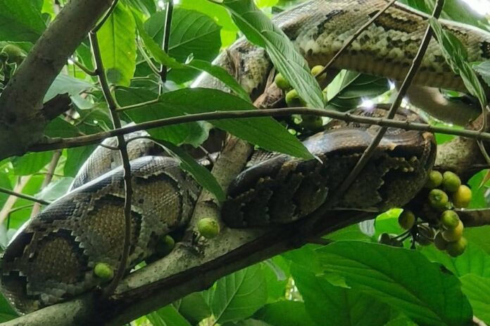 1757087971-003fbd74e1cbb3eff1fcb004df900a62 কুড়িগ্রামে ১০ ফুট লম্বা অজগর সাপ উদ্ধার