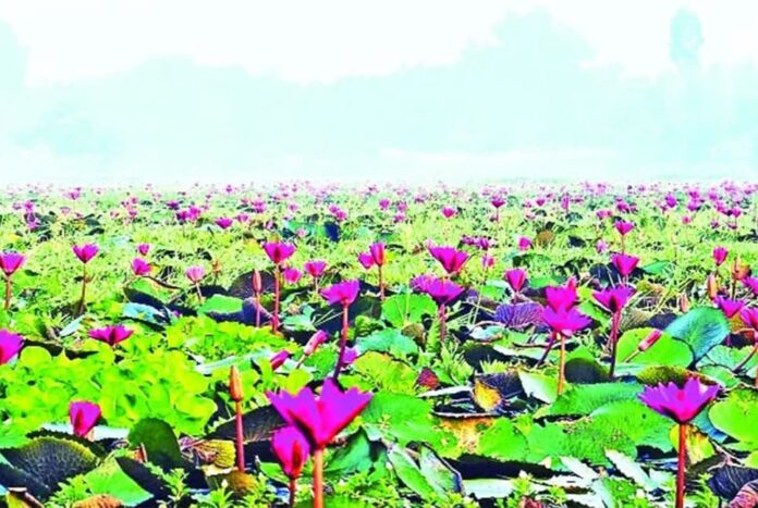 টোডা বিলে লাল শাপলা