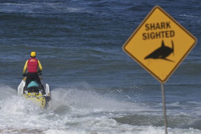 1757153642-57cab415cf5a5e7d4fd9394842801649 অস্ট্রেলিয়ায় হাঙরের আক্রমণে প্রাণ গেল এক ব্যক্তির