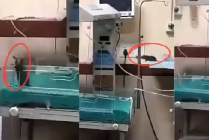 হাসপাতালেই ইঁদুরের কামড়ে প্রাণ গেল দুই নবজাতকের