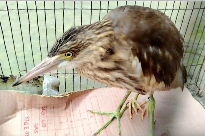 চার পা-ওয়ালা কানি বক দেখতে ভিড় জমাচ্ছে জনতা