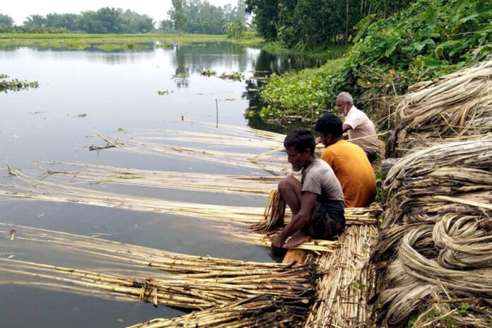 1757934820-508dd2423a6a6aa0534cf629c3dfcce3 সোনালী আঁশে ফিরছে সুদিন, খুশি দিনাজপুরের কৃষকরা