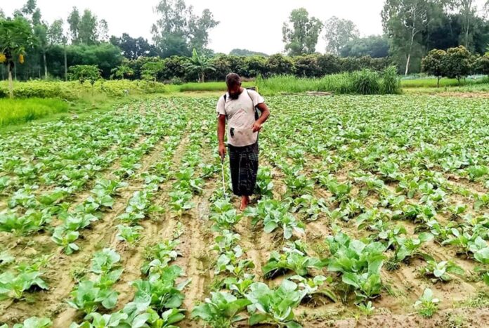 দিনাজপুরে আগাম জাতের সবজি চাষে ব্যস্ত কৃষক