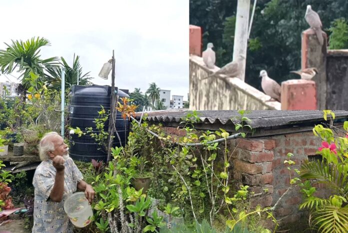 1758004607-3f48d9c3f5775103f37f3c48345c4b9c দশ বছর ধরে ছাদে পাখিদের আপ্যায়ন