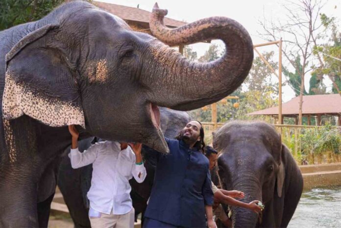 আম্বানিপুত্রের চিড়িয়াখানায় অবৈধ প্রাণী-বাণিজ্য, অভিযোগ ভিত্তিহীন