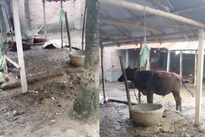 কোটচাঁদপুরে অস্ত্র দেখিয়ে কৃষকের পাঁচ গরু চুরি