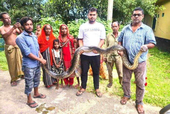 1758618903-006a8f0f68d267cae93f6869f5f23408 শ্রীমঙ্গলে ১৪ ফুট লম্বা অজগর সাপ উদ্ধার