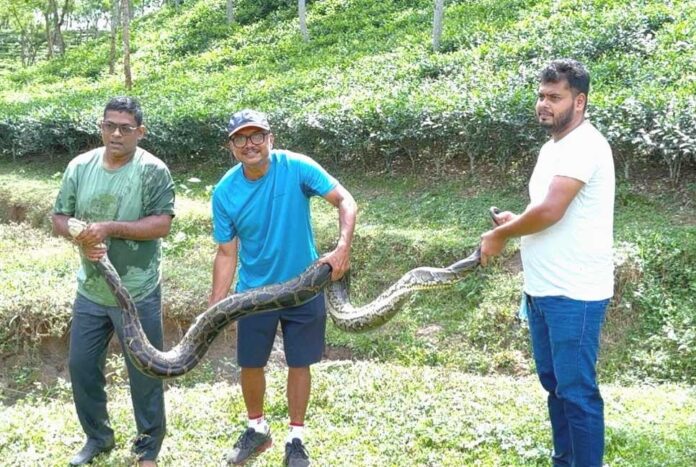 1759658730-006a8f0f68d267cae93f6869f5f23408 শ্রীমঙ্গলে ১২ ফুট লম্বা অজগর উদ্ধার